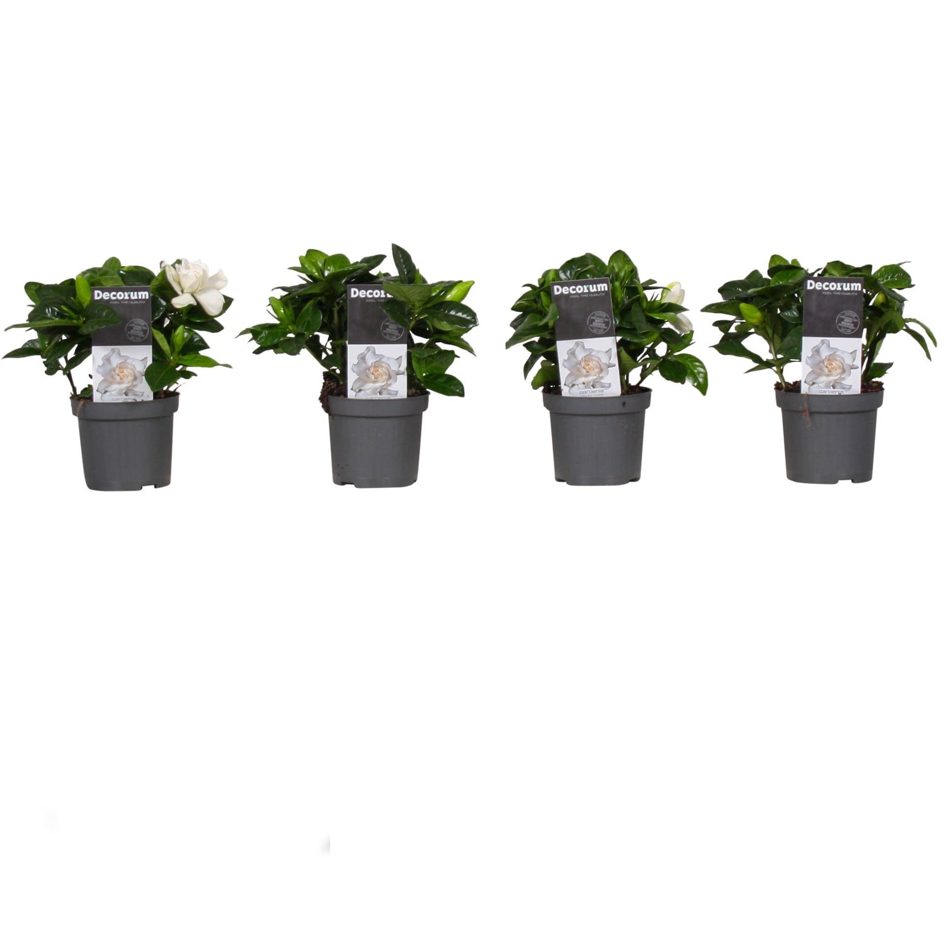 Gardenia Jasminoides | Pack 4 Plantas | Flores Naturales para Interior y Exterior