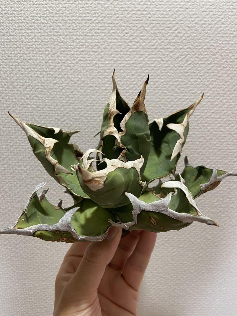 オアハカ オテロイ 現地株 coyote 宇多田さん 【公式通販】