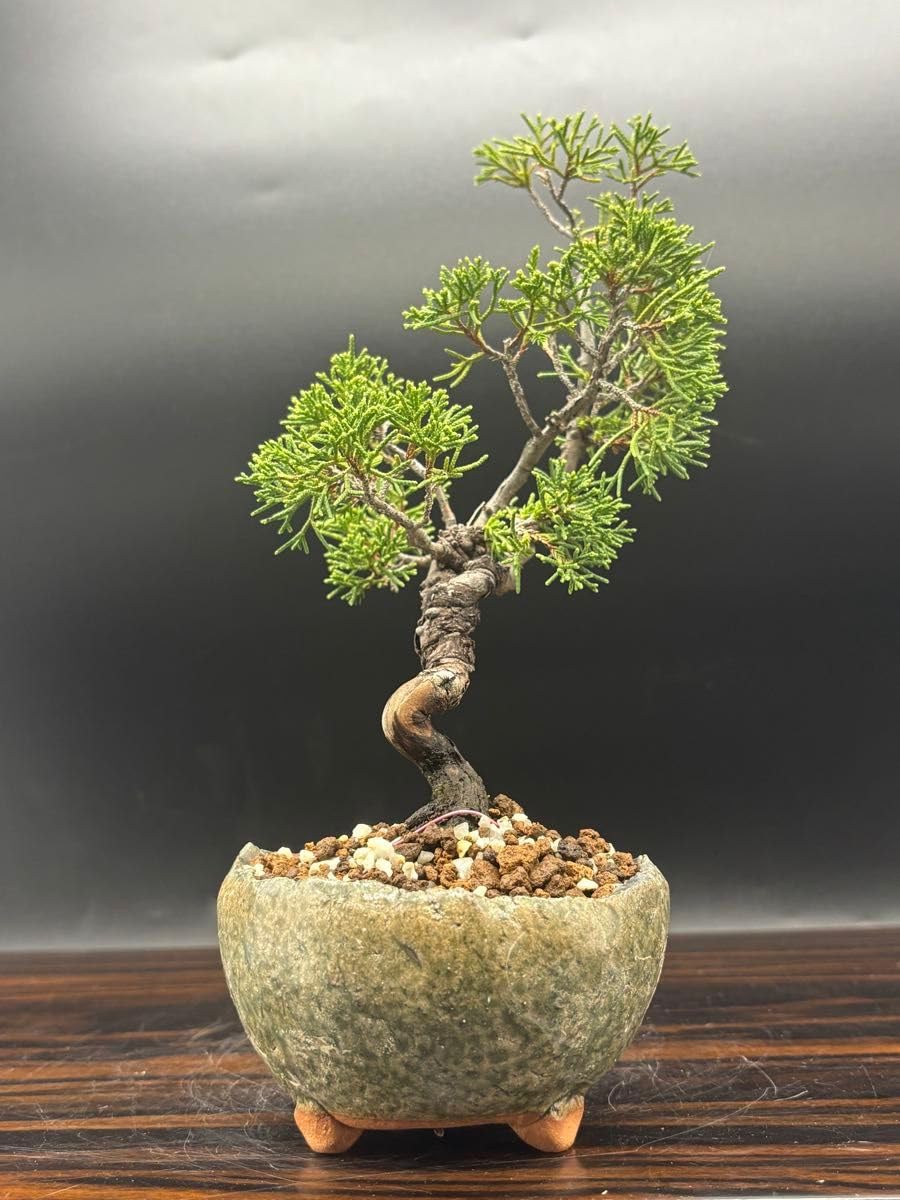 Amazon｜糸魚川 真柏 小盆栽｜観葉植物 オンライン通販