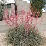 Red Yucca Live Plant, Yucca Succulent Plant Potted 4 to 8 Inch Tall, Live Outdoor Garden Plants in 4' Pot