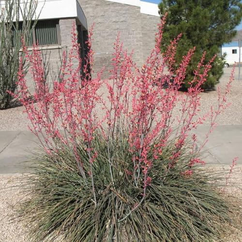 AVERAR Red Yucca live plant tall image