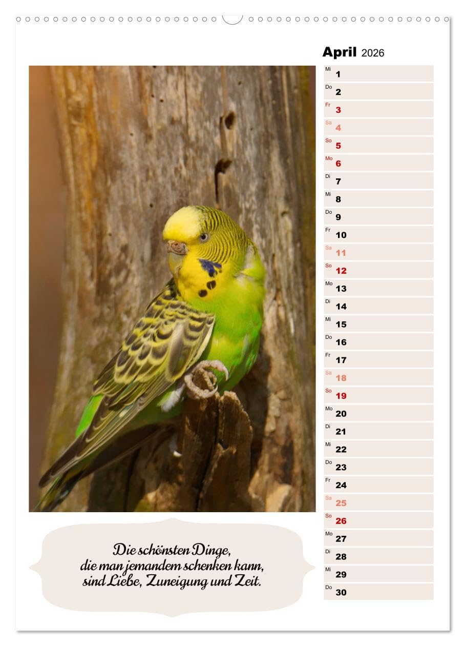 Niedliche Wellensittiche (hochwertiger Premium Wandkalender 2026 DIN A2 hoch), Kunstdruck in Hochglanz: Verspielt, fröhlich, friedlich und genügsam (CALVENDO Tiere)