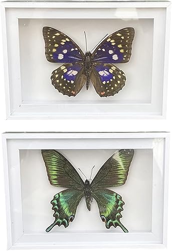 CXUEMH 2 piezas enmarcadas de mariposa real, espécimenes de mariposa de taxidermia en marco, colección de insectos, decoración de escritorio para el