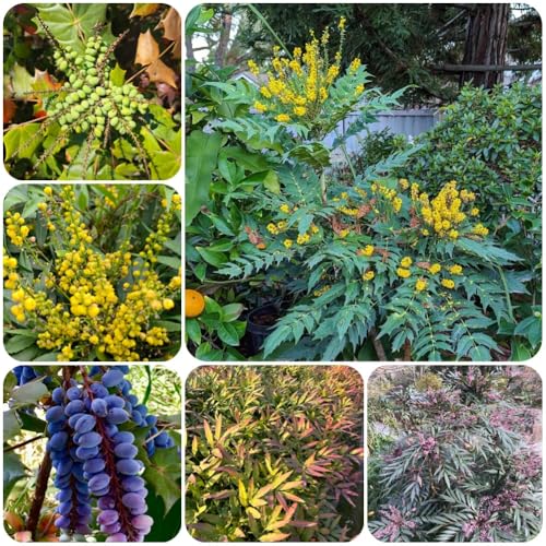 Semi di Mahonia fortunei, di mahonia, Semi, medicinali vecchie varietà rare esotiche da giardino roccioso resistenti balcone con aiuola 250pcs