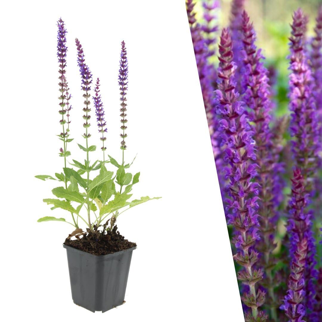 Plants by Frank | 12 Salbei Pflanzen | Salvia Nemorosa 'Ostfriesland' | Bodendecker Winterhart Mehrjährig | Stauden | Blüten-Salbei | Violette Blütenfarbe | Gartenpflanzen