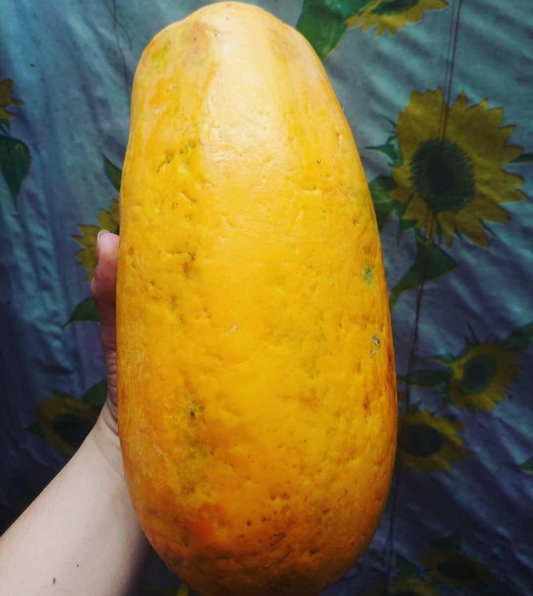 Willvine Florida Red Royale Papaya Seeds-US-9C-image-31