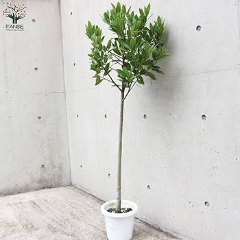 Amazon.co.jp: 月桂樹(ゲッケイジュ) スタンド仕立て 7号鉢大苗【品種 Amazon.co.jp: 月桂樹(ゲッケイジュ) スタンド仕立て 7号鉢大苗【品種