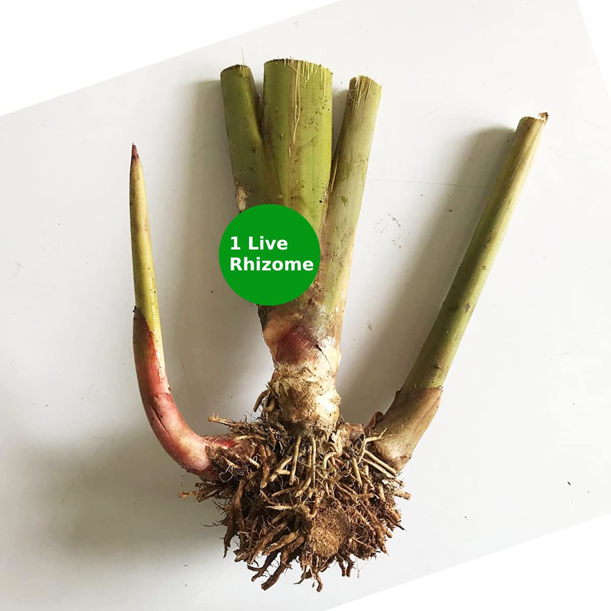 abamec Calathea Lutea Cigar Plant, Cigar Calathea, Live Plant Bulb/Rhizome  for Growing - Pack of 1 : Amazon.in: Garden & Outdoors