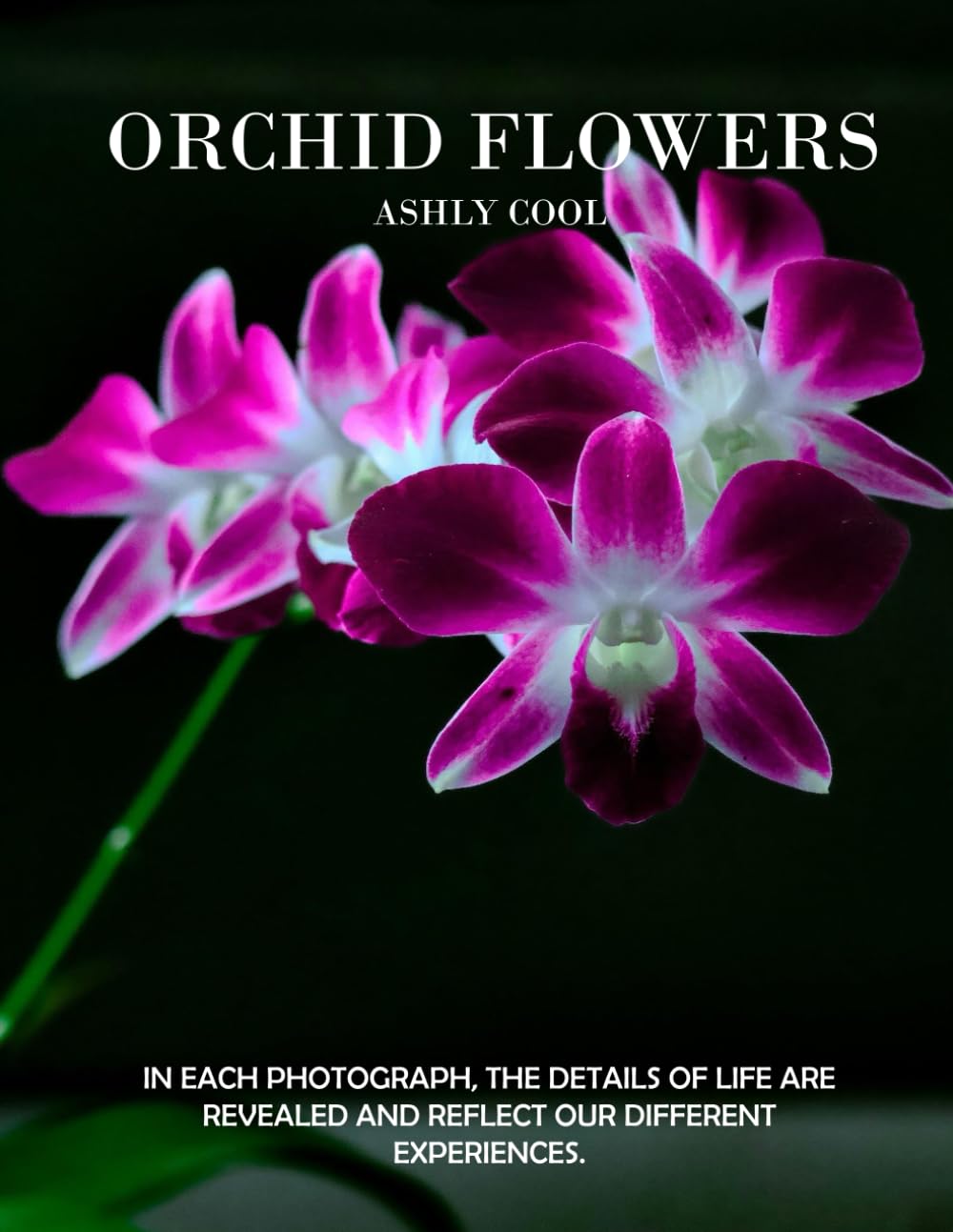 Orchid flowers: Exploring Orchid Flowers: A Visual Journey Through Nature’s Exquisite Blooms