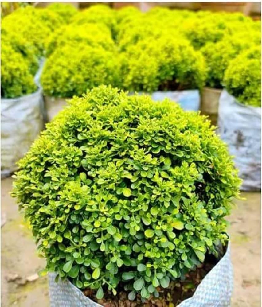 The Green Beach Live Table Kamini Bonsai Plant Live A Table Display of Home Beauty" Oxygen Live Plant For Indoor Home Dacoration Without Pot (Pack of 1)