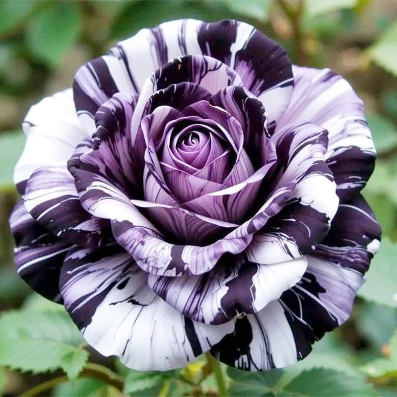 Miniatura 5 de Más de 165 semillas de rosas perennes exóticas para plantar, semillas de rosas raras y hermosas sin OMG para jardín y patio para plantar al aire