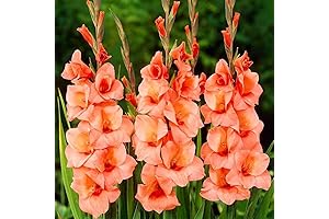 Peter Pears Gladiolus Bulbs - Ornate Summer Blooms