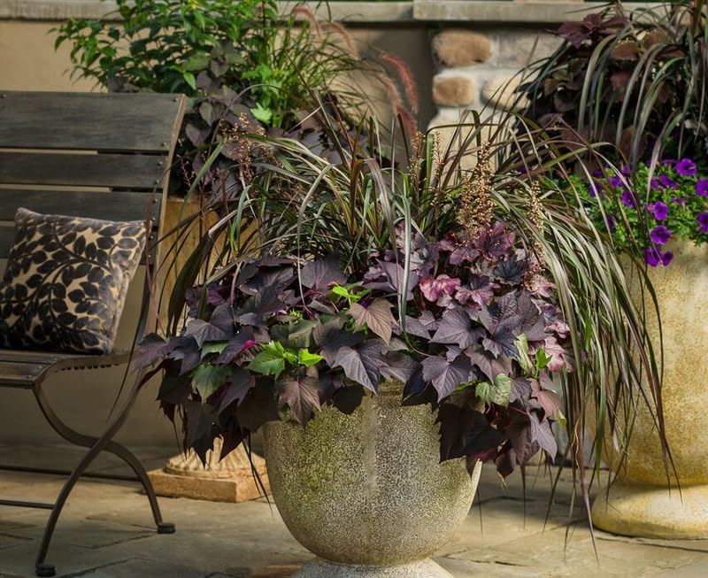 Image of Purple Black Sweet Potato Vine Live Plant with Pot | Ornamental Ipomoea Live Plant | Fast Growing Hanging & Creeper Plant | Outdoor Decorative Foliage Plant for Garden, Balcony & Home