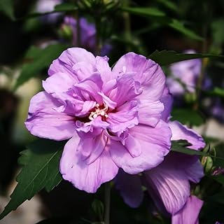 Votaniki Rose of Sharon Hibiscus 6-10" Plant - Perennial, Vibrant Flowers, Large Blooms, Live Plant - Long-Blooming and Easy to Grow (1 Pack)