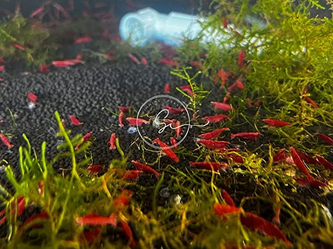 Image of Swimming Creatures Premium Neocaridina Shrimp - A Perfect Combo to Brighten Your Aquarium! (10 Premium RED)