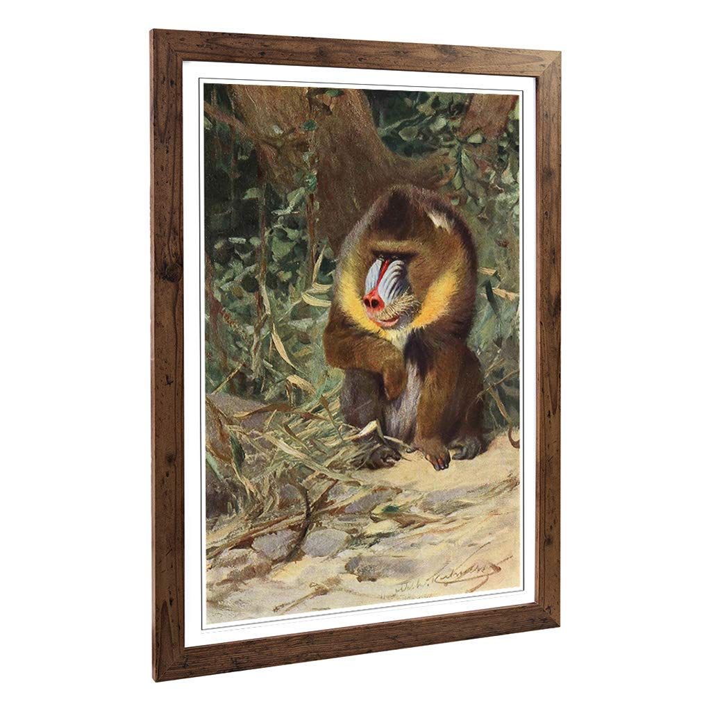 Big Box Art Framed Print of Vintage W Kuhnert Mandrill (2) Design | Wall Art Picture | Home Decor for Kitchen, Living, Dining Room, Bedroom, Hallway, Office, Walnut, A2 / 24.5x18 Inch / 62x45cm