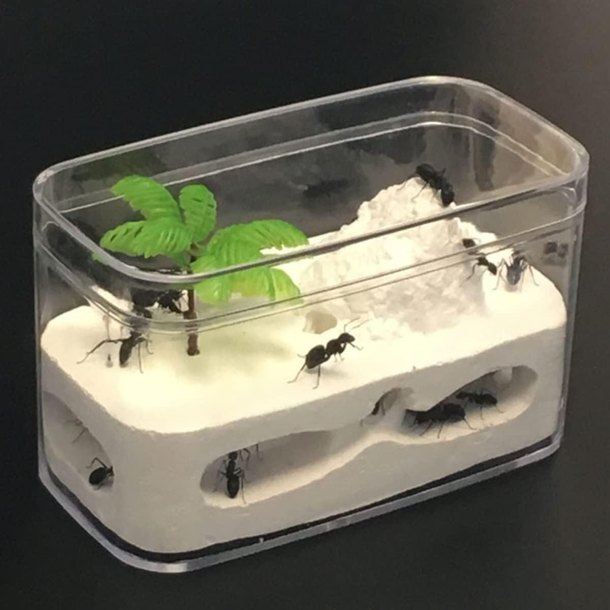 Stereoskopische Acrylbeobachtung Nest Bauernhof Ökologischer Gips-Ameisennistkasten Ameisenburg Ameisenkönigin Zuchthaus Villa Pädagogische Ameisenkolonie Beobachtungsbox Ameisenhügel Fütterung Werkst
