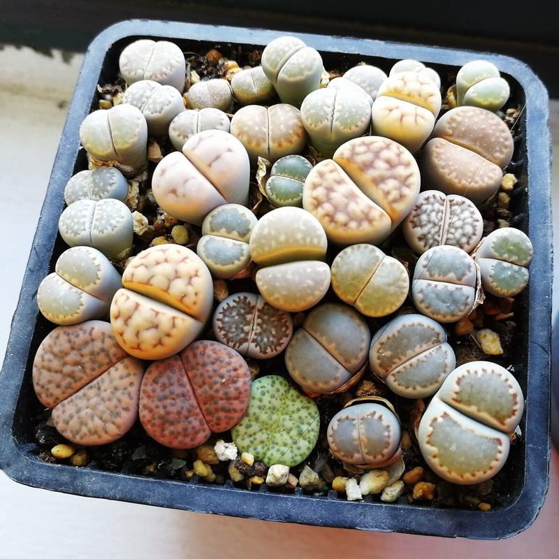 Amazon.com : Lithops Live Plants Large, 20 Mix Lithops Succulents Plants  Live Lithops Living Stones 0.5 to 0.6 Inc for Planting, Living Rocks Lithops  : Patio, Lawn & Garden