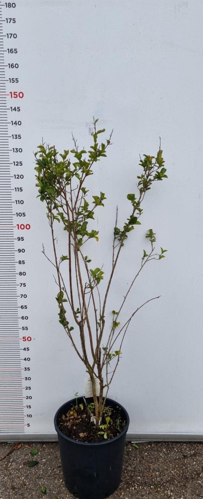 PIANTA DI LAGERSTROEMIA INDICA IN VASO 26 H 120 (foto reali) MIRTO CRESPO