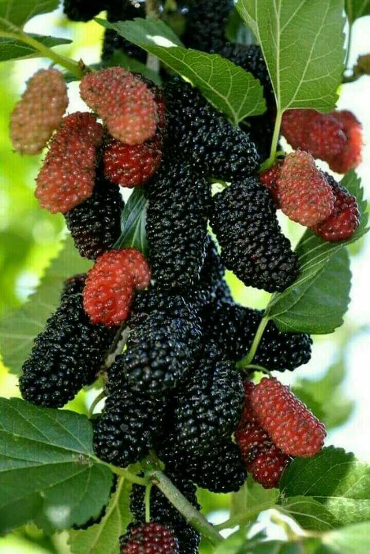See full amazon price history chart for Chakla Grafted Special Long Size Black Mulberry Plant, Pack Of 1 Healthy Plant, Plant Hight 2-2.5 Feet, Packing Quality High Secure. Chakla Grafted Special Long Size Black Mulberry Plant, Pack Of 1 Healthy Plant, Plant Hight 2-2.5 Feet, Packing Quality High Secure. (B0CZDJ63T2) Amazon Price History, Amazon Price Tracker