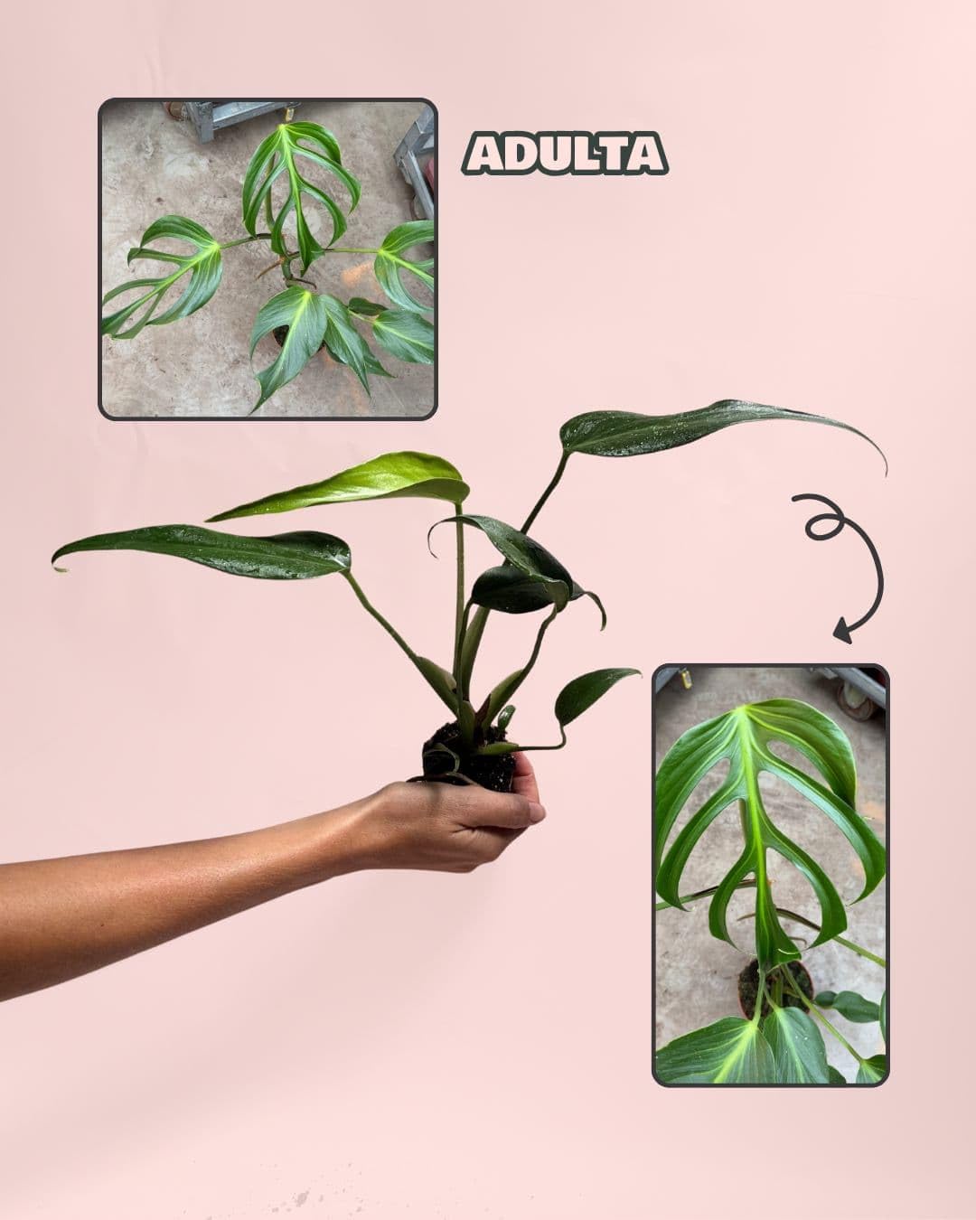 PUR PLANT Monstera Burle Marx M | Planta Natural De Interior Premium y Tropical | Compacta, Resistente y Decorativa | Maceta De Ø12 cm