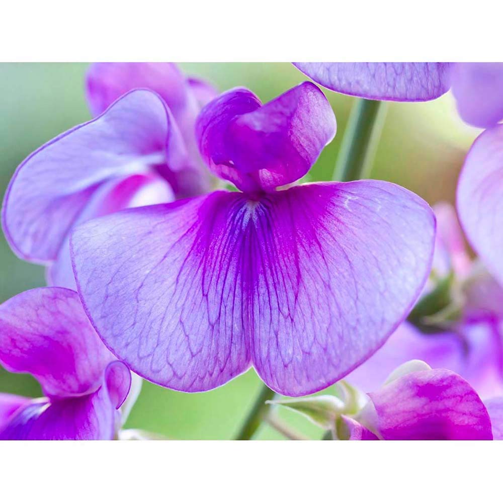 Wee Blue Coo Lilac Pink Sweet Pea Flower Bloom Art Print Poster Wall Decor 12X16 Inch