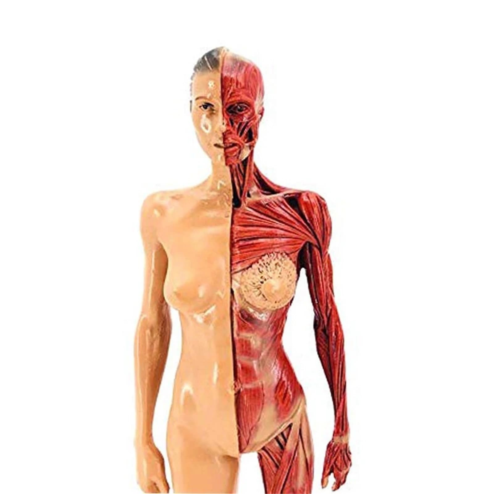 Modelo de esqueleto muscular de anatomía humana de 30 cm, media piel, medio músculo, resina, ayuda de enseñanza médica (mujeres)
