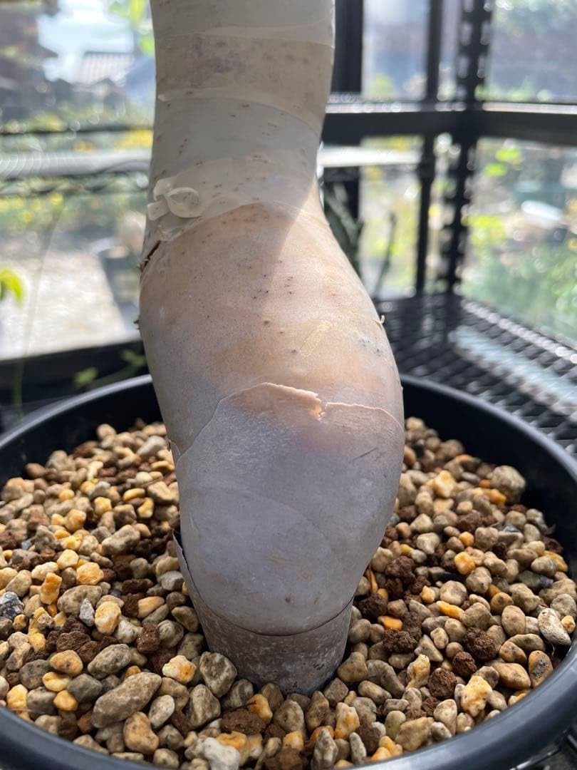 Amazon｜塊根植物 コミフォラ カタフ ピュア Commiphora kataf pure