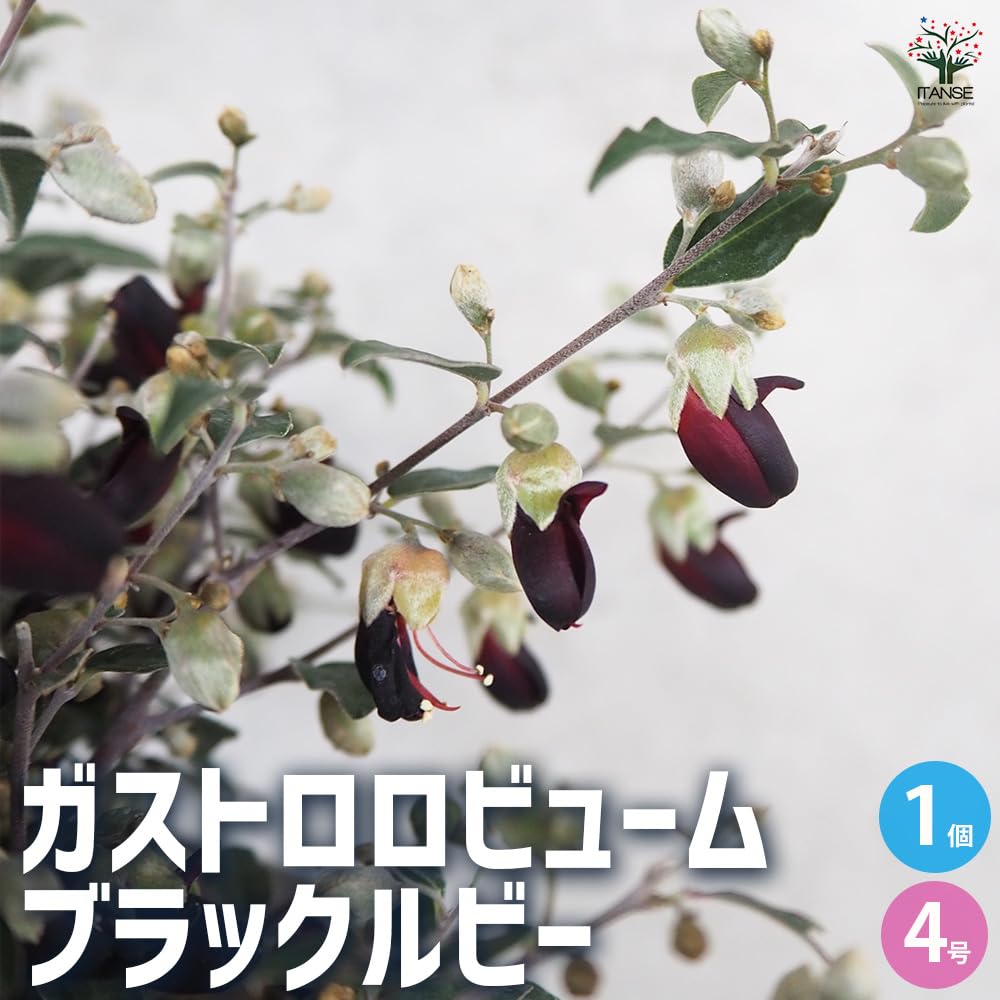 Amazon.co.jp: ITANSE ガストロロビウム ブラックルビー 4号 1個
