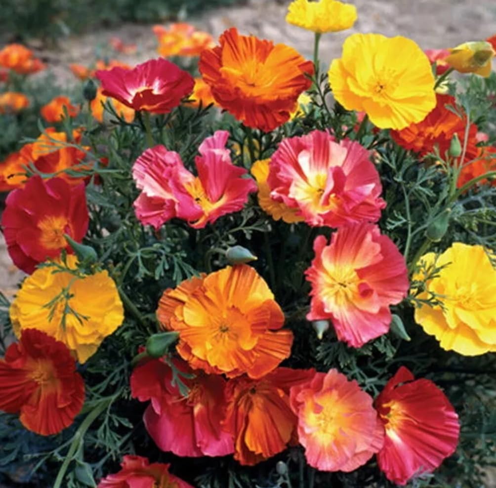 1 Pack of 650 SEEEDS Californian Poppy Ballerina Double Mix - Double Poppy