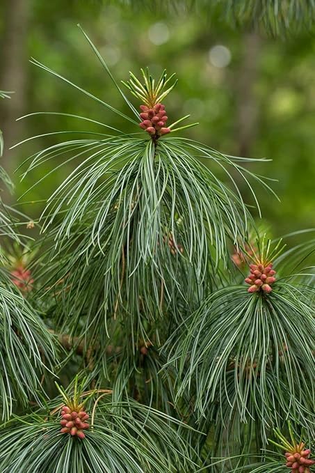 Pinus Yunnanensis Pine Tree || Special & Rare North American Pine Tree || Himalayan Long leaf Chir Pine Live Plant || Indoor Outdoor Live Houses & Office Garden Natural Plant Original Variety (B0CV4XTY82) Amazon Price History, Amazon Price Tracker