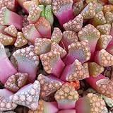 Cuidado de Lithops y Titaniopsis – Sustrato: Lithops prefiere un 50% de sustrato mineral + 50% de tierra para macetas normal. Luz: las plantas Lithops necesitan luz brillante y apenas les gusta el sol directo. Agua: Riegue solo cuando el suelo esté completamente seco. No verter a temperaturas inferiores a 15 °C y superiores a 30 °C. Temperatura: 5-35 °C.