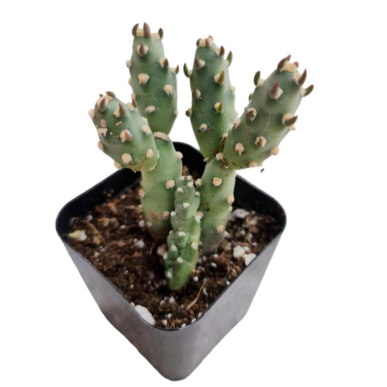 Live Cactus Plants for Home Office Decor (2”Pot Opuntia spp. Prickly Pears Cactus)