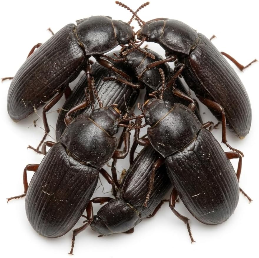 100 Mealworm Beetles (Darkling Beetles) | Live Breeding Stock to Start a Mealworm Colony | Live Arrival Nationwide