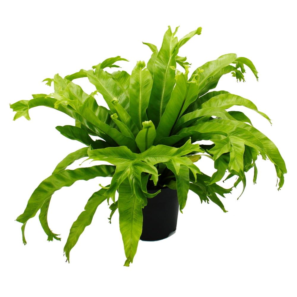 Asplenium nidus Chrissie besondere Farn-Sorten frs Zimmer Nestfarn 17cm  Topf ca. 30-40cm hoch : Amazon.de: Garten