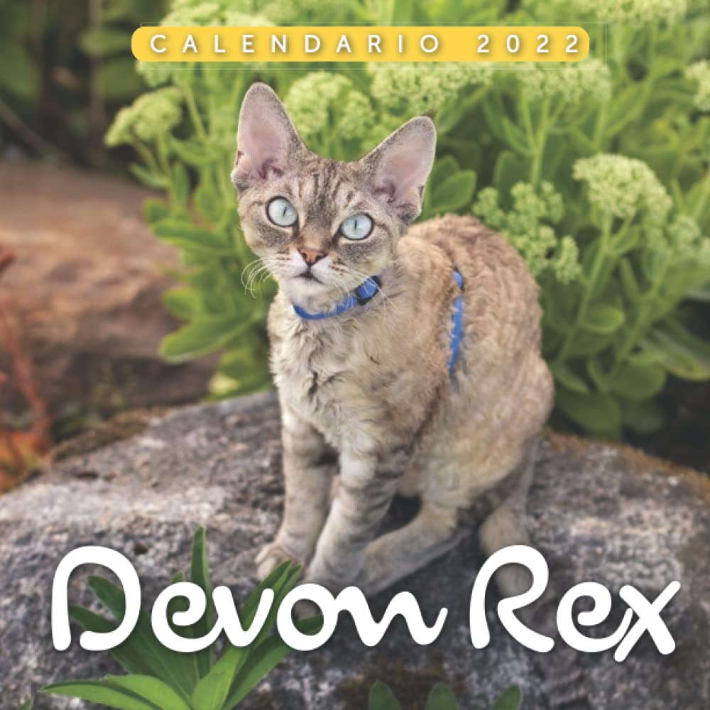 Devon Rex Calendario 2022: Calendario 12 meses 2022 - 8.5 x 8.5 in cuando está cerrado y 8.5 x 17.0 in abierto.- Organización y Planificación - Perfecto como regalos, suministros de oficina