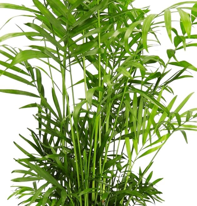 Bloomique - Set van 6 - Huisdiervriendelijke planten - Chlorophytum, Cyperus, Callisia - Kamerplanten - 20-30 cm Hoog - Pot 12 cm