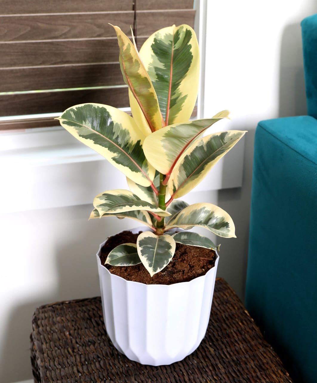 ROOTVILLA Ficus Elastica variegated Rubber Plant - Healthy Live Plant with Pot, Air Purifying Plant, Indoor Plants for Living Room, Gifting, Bedroom, Kitchen, Garden, Home, Black Pot Free-image-31