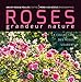 Roses grandeur nature