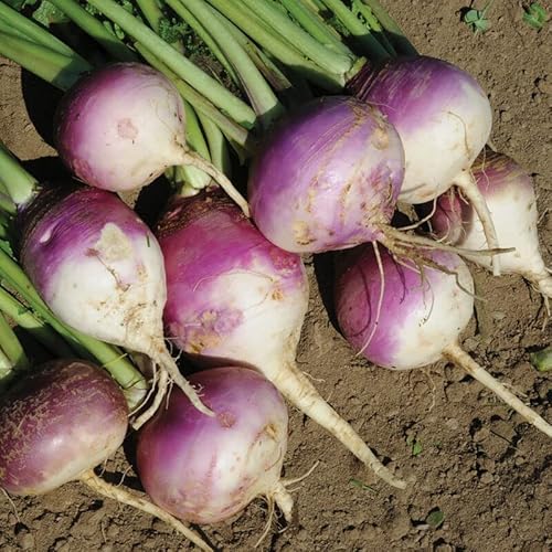 Turnip Purple Top White Globe Fba-7735 (Multi) 200 Non-Gmo, Heirloom Seeds #TOP18