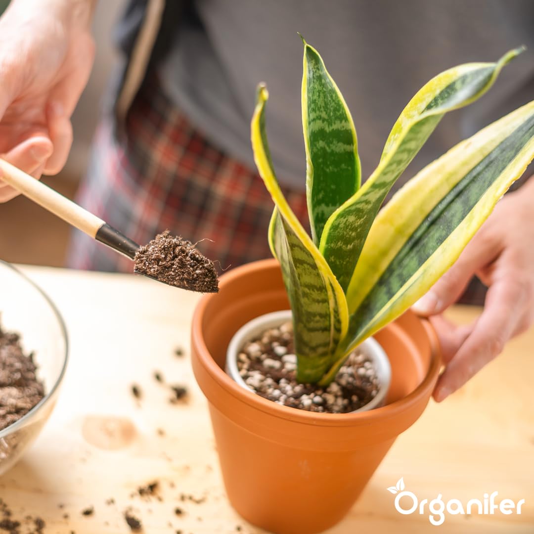 Engrais Liquide pour Sansevieria 1L, Organique, Croissance Rapide et Racines Fortes