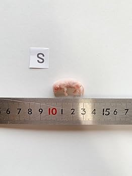 Amazon | 国産冷凍マウス (ピンクマウス S /2g 10匹入り) 爬虫類