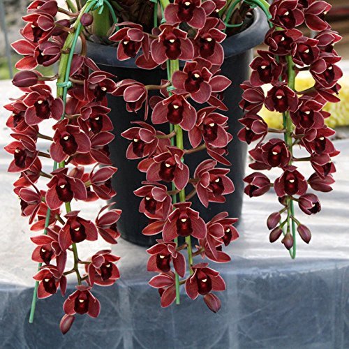 Sellify 100 PCS Dark Red Chinese Cymbidium Orchid Flower Seeds Indoor Potted Flowers Seeds Cicada Orchid Seeds (B071YY3Z1X) Amazon Price History, Amazon Price Tracker