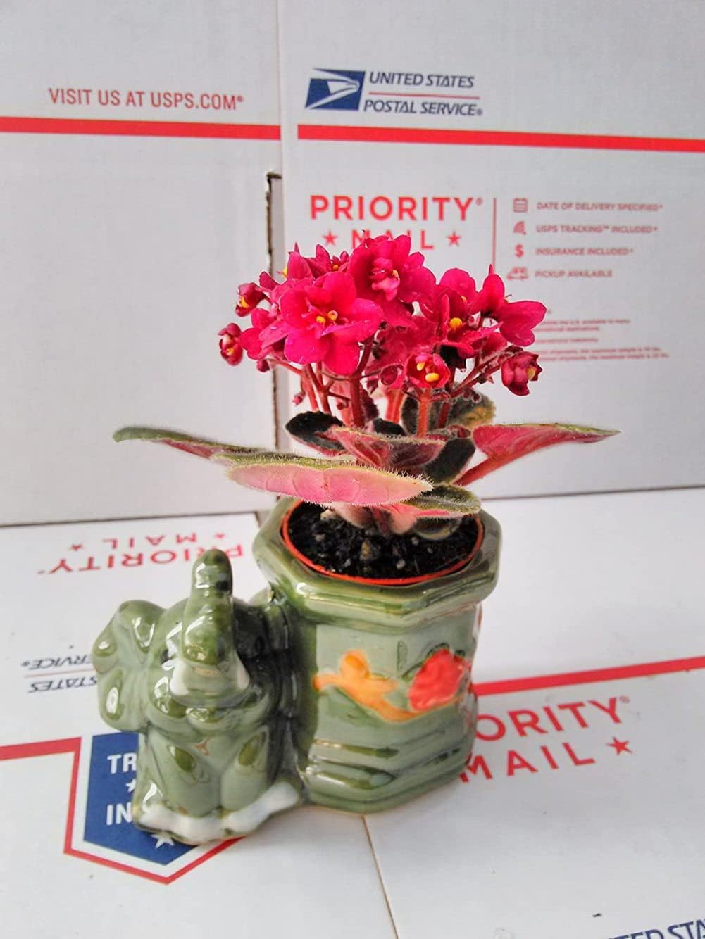 Novelty African Violet -3''with Elephant Vase/Better Growth - Best Blooming Plant/Unique-from Jmbamboo