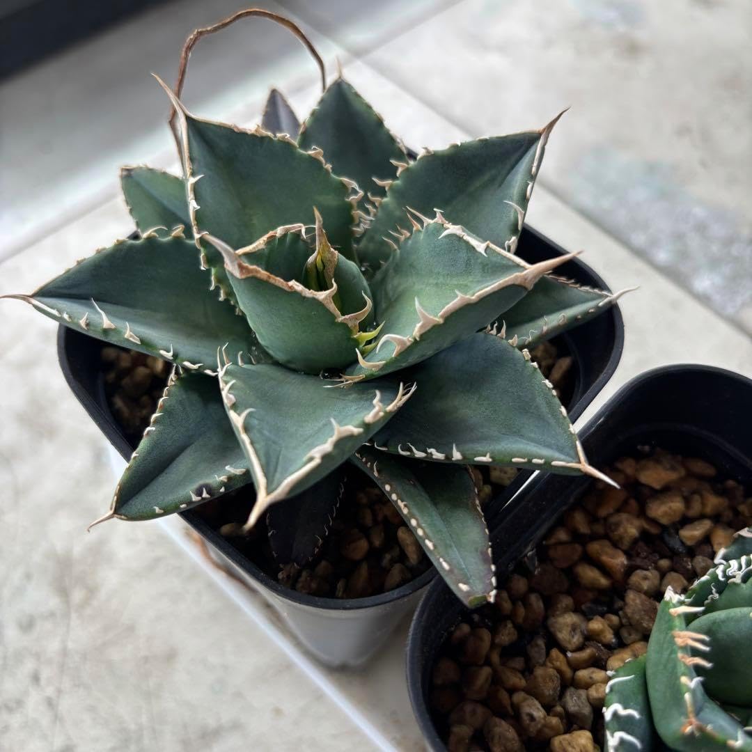 新品★アイナナ★アニカフェ【二階堂大和】CoLotta★コロッタ 新品☆アイナナ☆アニカフェ【二階堂大和】CoLotta☆コロッタ アイナナ