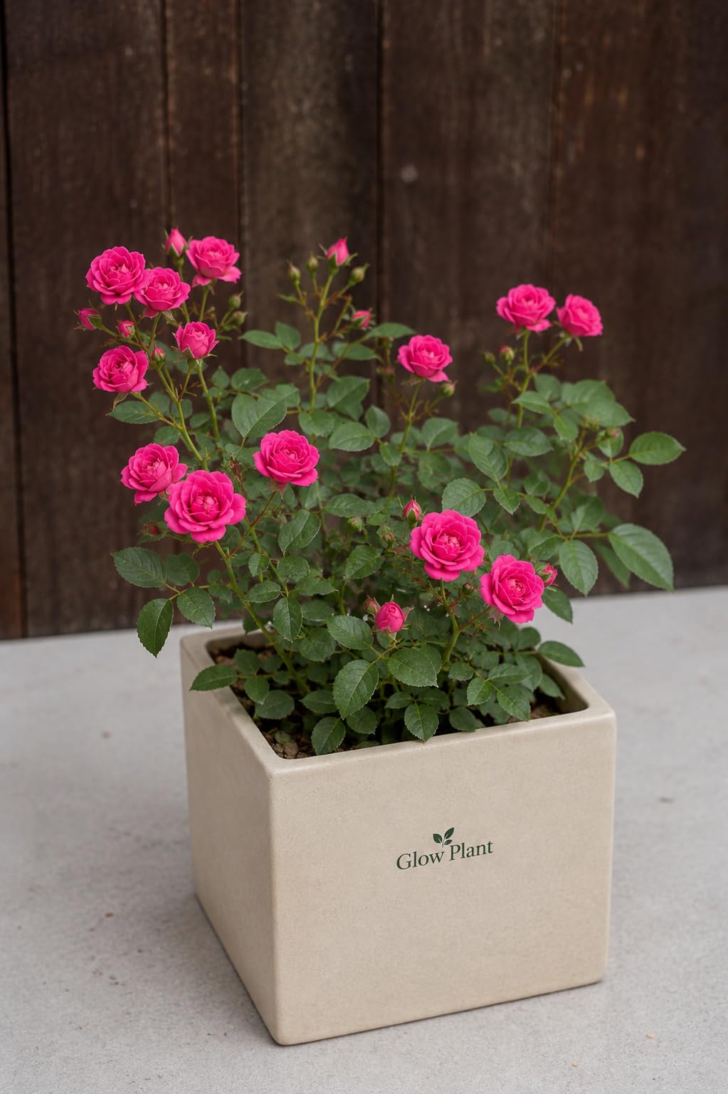 Glow Plant Pink Damascus Rose Live Plant | Beautiful Fragrant Home Decorative Flower | Rare Heirloom Gulab for Perfume & Tea | Perfect for Balcony, Backyard and Terrace Garden-image-2