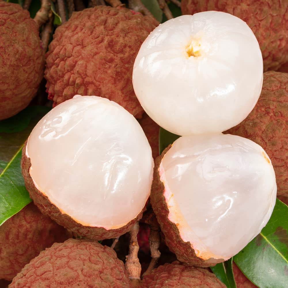 Amazon | 冷凍フルーツ ライチ 【黒葉種】 500g(1pc) 栄養価の高い