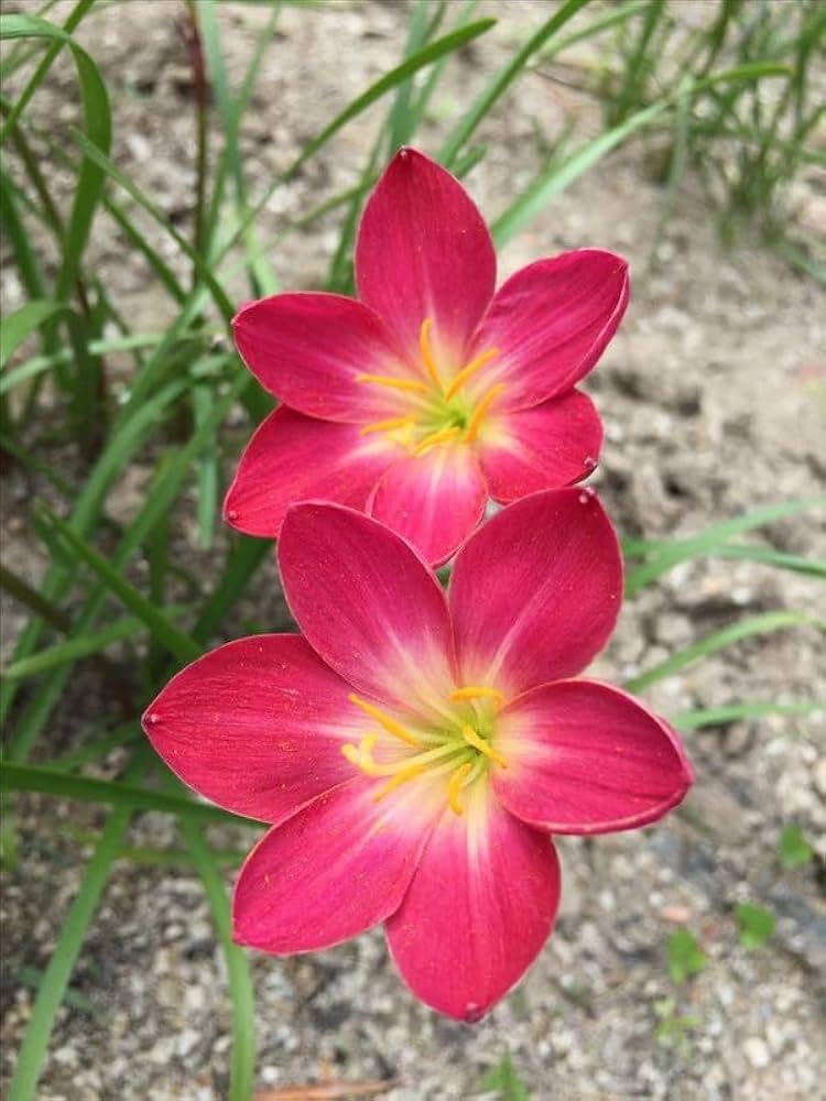 Buy Rain Lily Bulbs Online – Hardy Flowering Bulbs for Indian Climate (Pack of 10)-image-42
