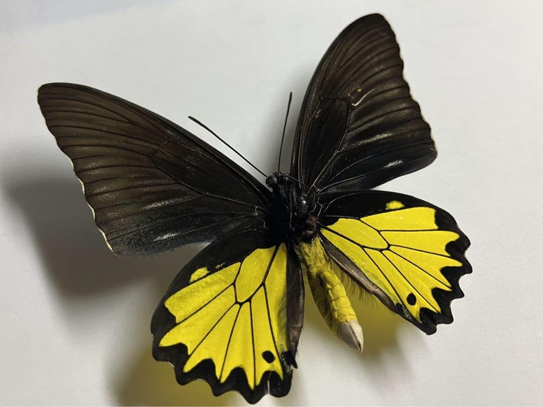 Amazon | ヘレナキシタアゲハ 蝶 標本 | 生物・動物・人体