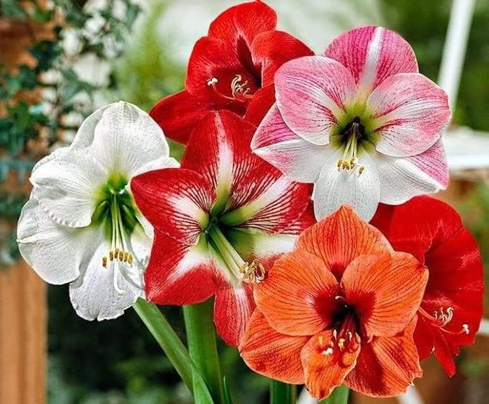 Amaryllis Lily Flower Bulbs (Pack of 1 Bulbs)